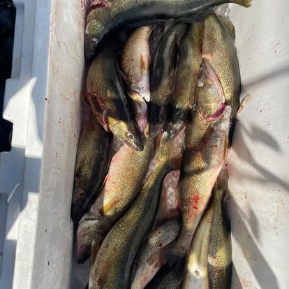 Walleye catch on deck