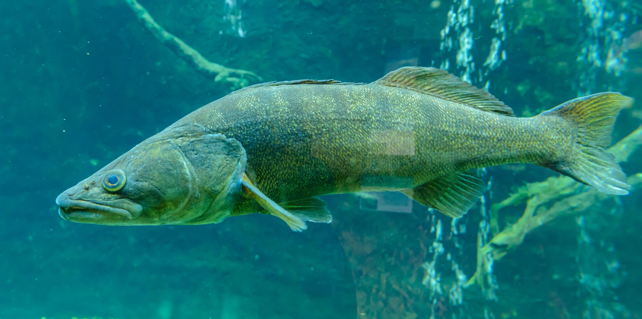 Walleye swimming underwater